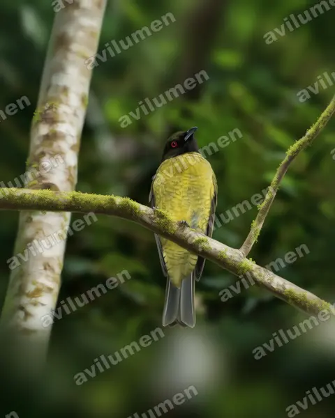 Illustration Réaliste : Carpornis melanocephala (Black-headed Berryeater)