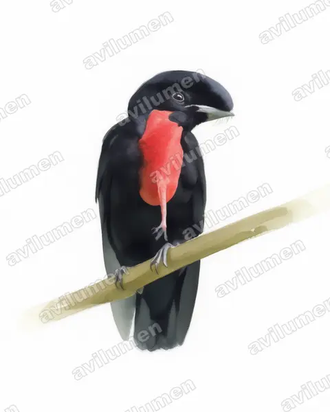 Illustration im Stil Aquarell: Bare-necked Umbrellabird (Cephalopterus glabricollis)
