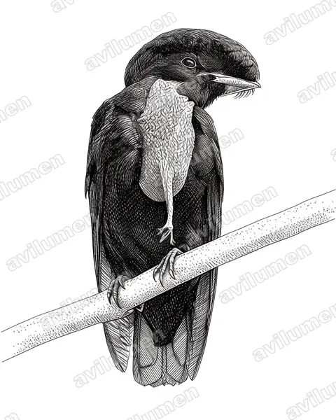 Illustration im Stil Tusche: Bare-necked Umbrellabird (Cephalopterus glabricollis)