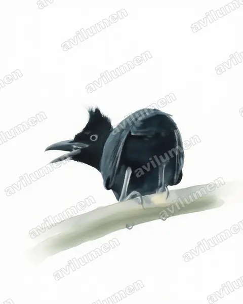 Ilustración en Acuarela: Cephalopterus ornatus (Paragüero ornado)