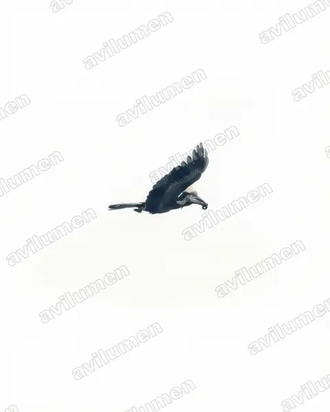 黄盔噪犀鸟(Ceratogymna elata)的水彩插画