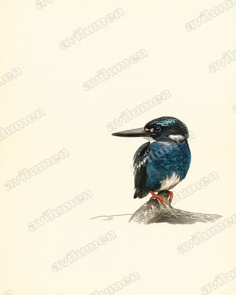 Illustration im Stil Historische Tafel: Silberzwergfischer (Ceyx argentatus)