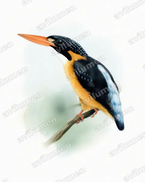 Buru dwarf kingfisher（Ceyx cajeli）的水彩插画
