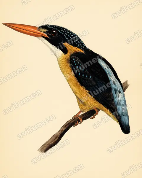 Buru dwarf kingfisher（Ceyx cajeli）的古典图版插画