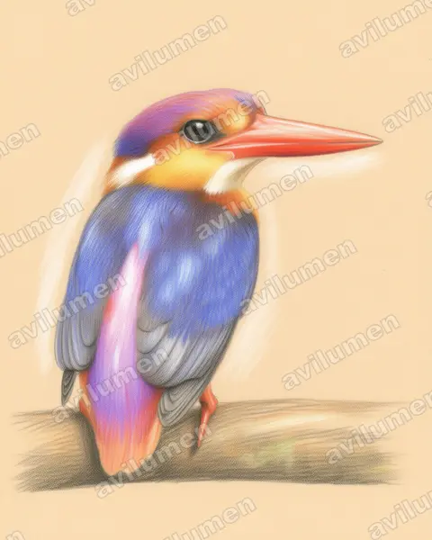 三趾翠鸟(Ceyx erithaca)的彩色铅笔插画