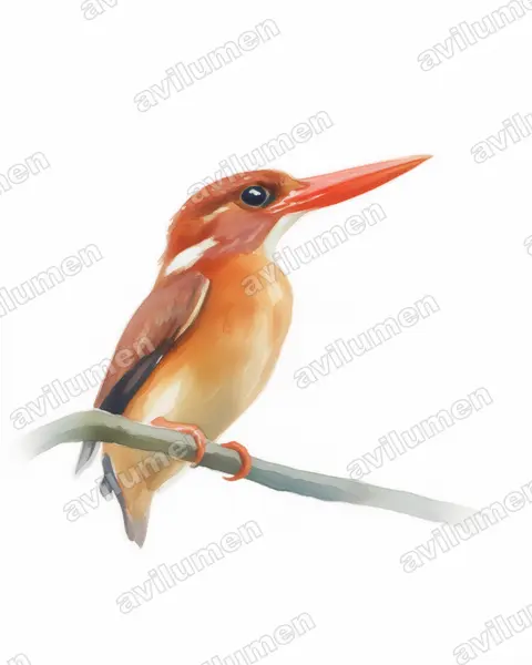 Illustration Aquarelle : Ceyx fallax (Martin-pêcheur multicolore)