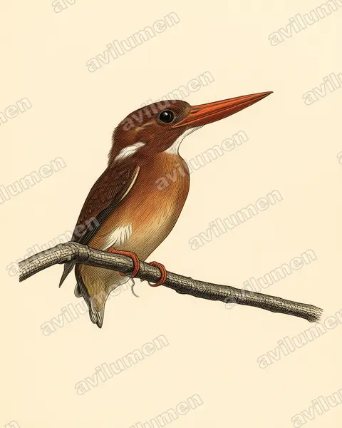 Illustration Planche ancienne : Ceyx fallax (Martin-pêcheur multicolore)