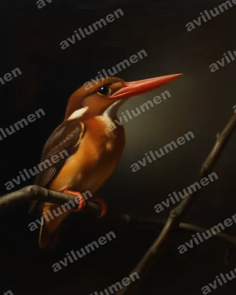 Illustration Huile : Ceyx fallax (Martin-pêcheur multicolore)