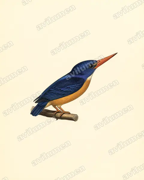 Illustration Planche ancienne : Ceyx lepidus (Martin-pêcheur gracieux)