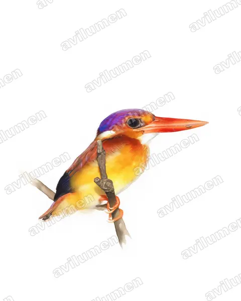 Illustration Aquarelle : Ceyx rufidorsa (Martin-pêcheur à dos roux)