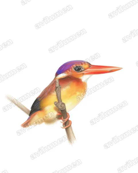 Illustration Crayon de couleur : Ceyx rufidorsa (Martin-pêcheur à dos roux)