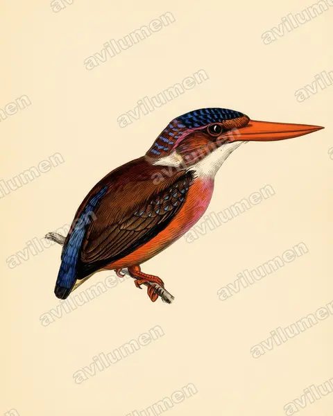 Illustration Planche ancienne : Ceyx sangirensis (Sangihe dwarf kingfisher)