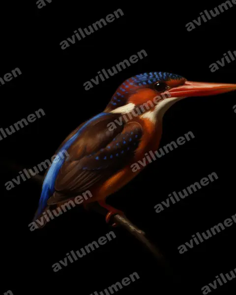 Illustration Huile : Ceyx sangirensis (Sangihe dwarf kingfisher)