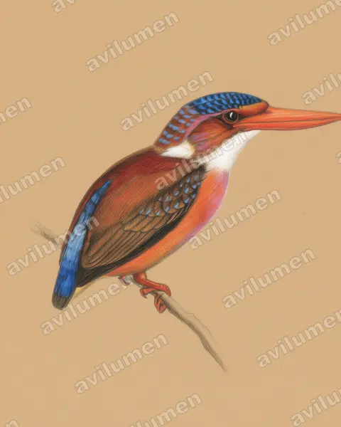 Illustration Crayon de couleur : Ceyx sangirensis (Sangihe dwarf kingfisher)