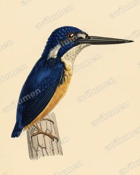 Ilustración en Lámina antigua: Ceyx solitarius (Martín pigmeo papú)