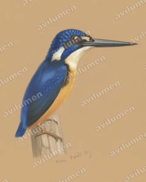 Ilustración en Lápiz de color: Ceyx solitarius (Martín pigmeo papú)