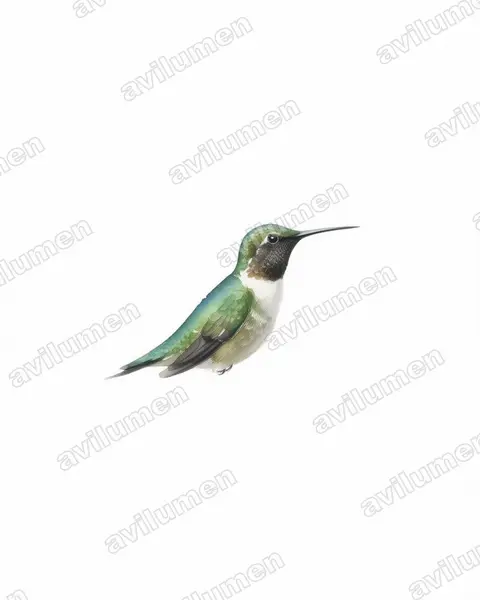 Watercolor illustration: Chaetocercus berlepschi (Esmeraldas woodstar)