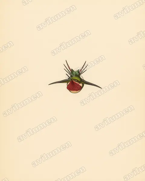 Ilustración en Lámina antigua: Chaetocercus bombus (Colibrí abejorro​)