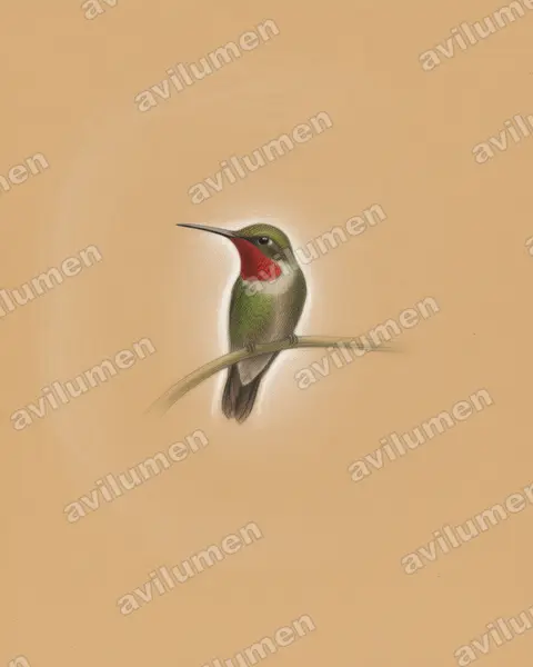 Ilustración en Lápiz de color: Chaetocercus bombus (Colibrí abejorro​)
