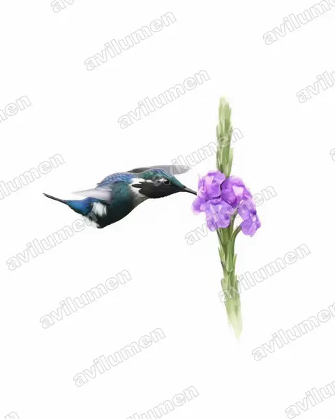 Illustration Aquarelle : Chaetocercus heliodor (Colibri héliodore)