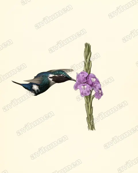 Illustration Planche ancienne : Chaetocercus heliodor (Colibri héliodore)