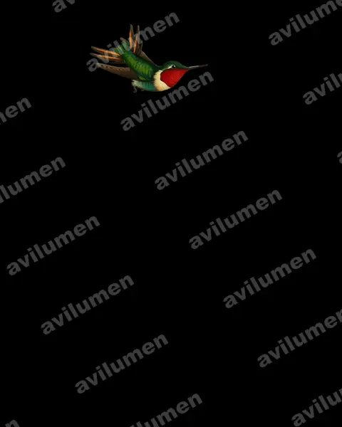 Ilustración en Óleo: Chaetocercus jourdanii (Colibrí de Jourdan​)