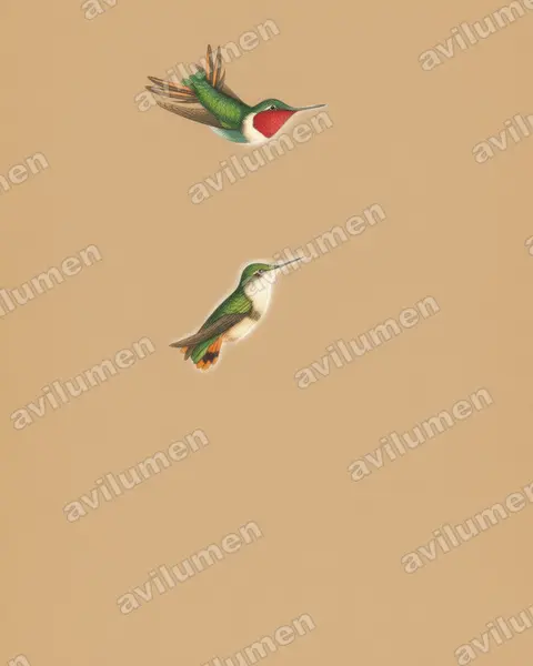 Ilustración en Lápiz de color: Chaetocercus jourdanii (Colibrí de Jourdan​)