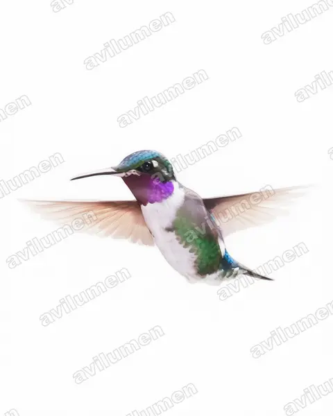 Watercolor illustration: Chaetocercus mulsant (White-bellied woodstar)