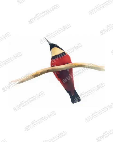 Buff-throated Sunbird（Chalcomitra adelberti）的水彩插画