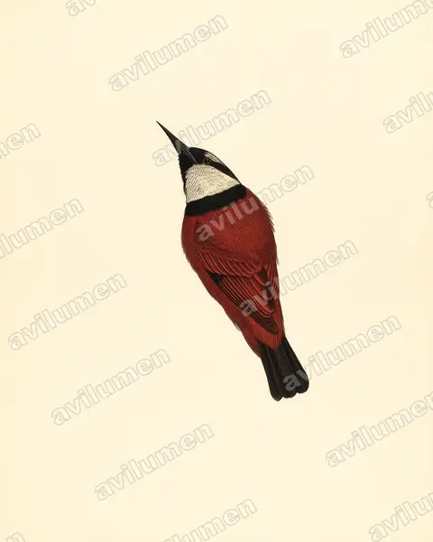 Buff-throated Sunbird（Chalcomitra adelberti）的古典图版插画
