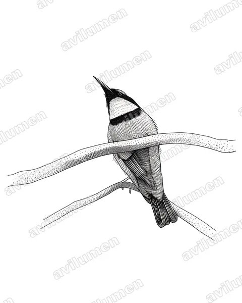 Buff-throated Sunbird（Chalcomitra adelberti）的钢笔墨线插画
