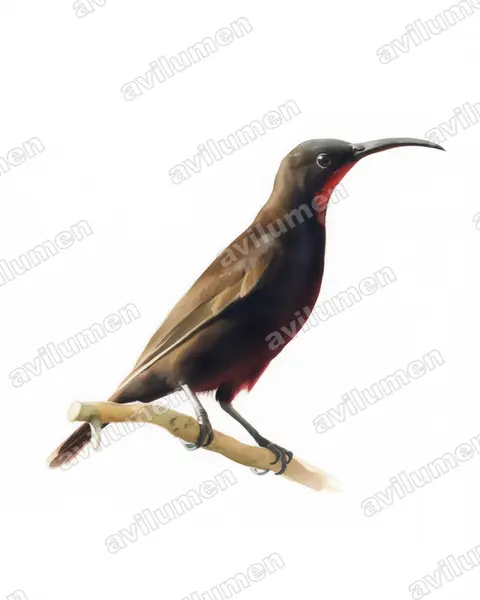 Amethyst Sunbird（Chalcomitra amethystina）的水彩插画