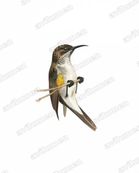 Illustration im Stil Aquarell: Socotra Sunbird (Chalcomitra balfouri)