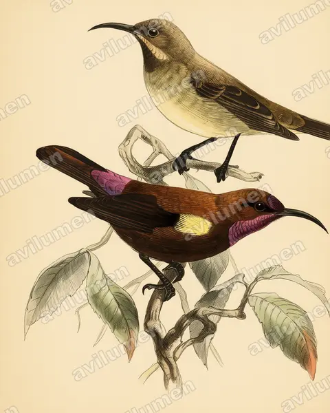 Carmelite Sunbird（Chalcomitra fuliginosa）的古典图版插画