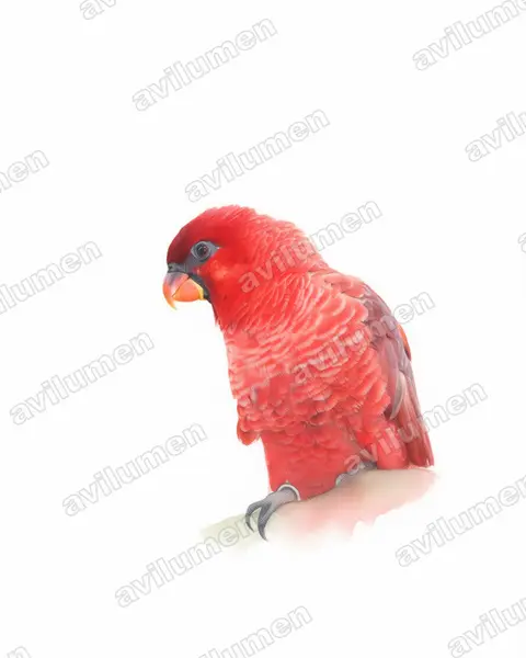 Cardinal Lory（Chalcopsitta cardinalis）的水彩插画