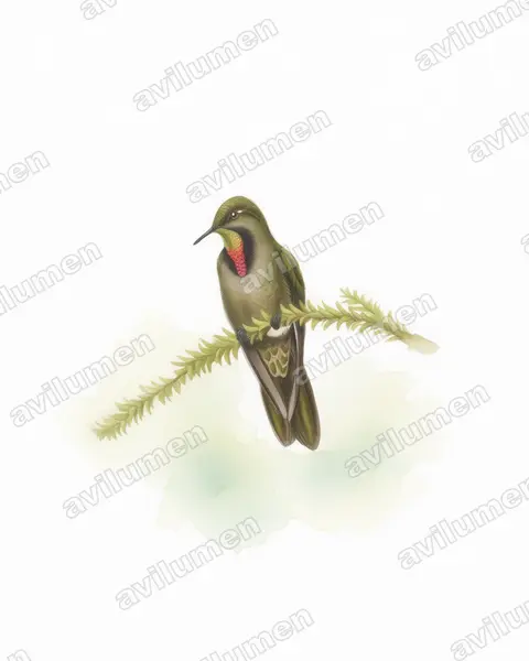 Illustration im Stil Aquarell: Braunglanzschwänzchen (Chalcostigma olivaceum)