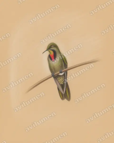 Illustration im Stil Buntstift: Braunglanzschwänzchen (Chalcostigma olivaceum)