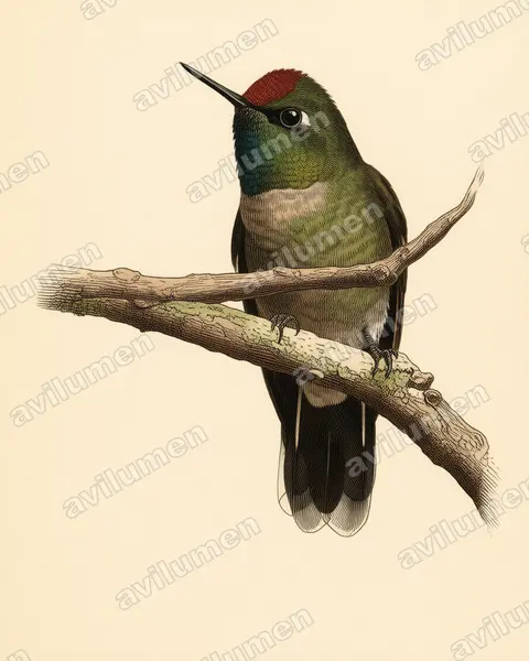 Vintage plate illustration: Chalcostigma ruficeps (Rufous-capped thornbill)