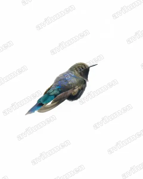 Watercolor illustration: Chalcostigma stanleyi (Blue-mantled thornbill)