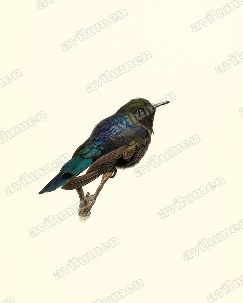 Vintage plate illustration: Chalcostigma stanleyi (Blue-mantled thornbill)
