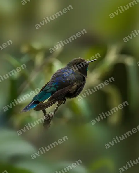 Realistic illustration: Chalcostigma stanleyi (Blue-mantled thornbill)