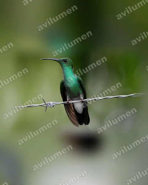 Illustration im Stil Realistisch: Blauschwanz-Buffonkolibri (Chalybura buffonii)