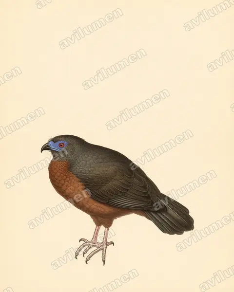 Illustration im Stil Historische Tafel: Sickle-winged Guan (Chamaepetes goudotii)
