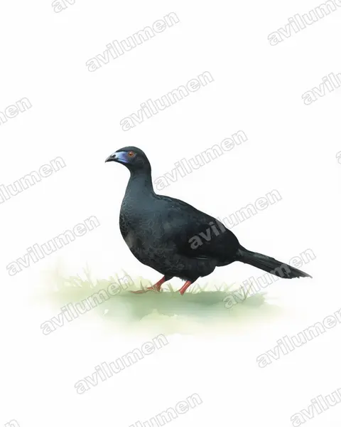 Illustration Aquarelle : Chamaepetes unicolor (Pénélope unicolore)