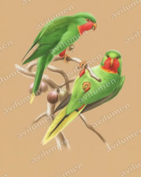 Illustration Crayon de couleur : Charmosyna amabilis (Lori à gorge rouge)