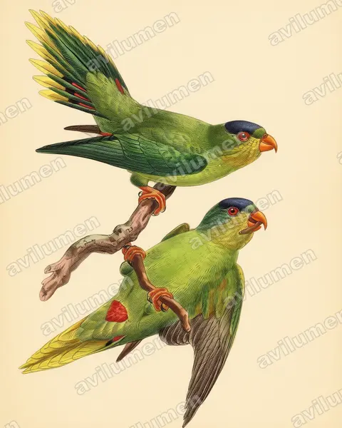 Illustration Planche ancienne : Charmosyna diadema (Lori à diadème)