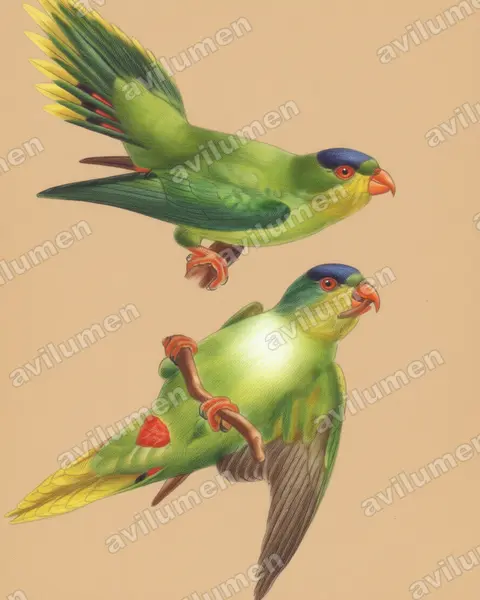 Illustration Crayon de couleur : Charmosyna diadema (Lori à diadème)