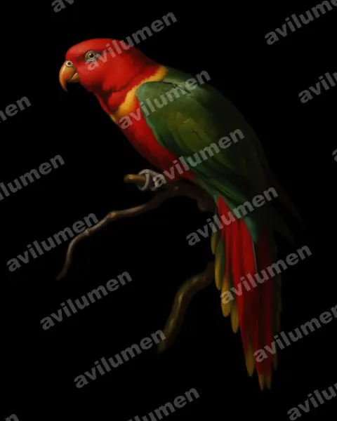 Ilustración en Óleo: Charmosyna margarethae (Lori de Margarita)