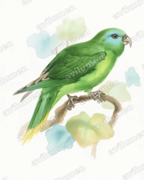 Palm Lorikeet（Charmosyna palmarum）的水彩插画