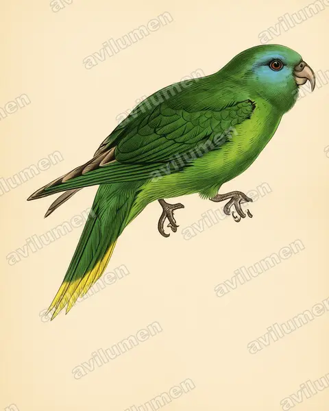 Palm Lorikeet（Charmosyna palmarum）的古典图版插画